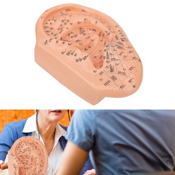 Model punktu akupunktury ucha 40 cm dokładne, wyraźne czcionki PVC