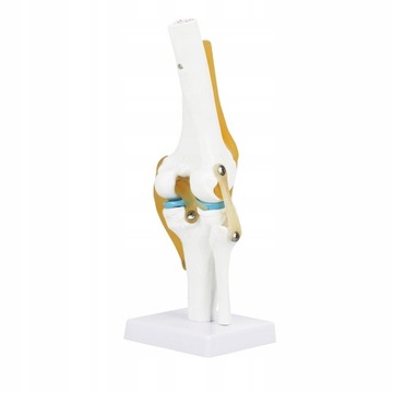 PVC żywy 6 cala Model anatomii stawu kolanowego