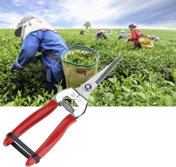 ПРЯМОСТРОЧЕЧНЫЕ САДОВЫЕ ПРЕДКЮРЕРЫ ОСТРЫЕ ДЛЯ РОЗ