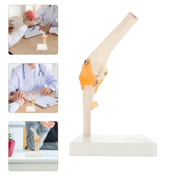 Модели локтей Анатомическая модель локтевых костей