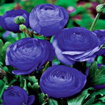 Ranunculus Blue Jaskier Niebieski 5 szt cebulki
