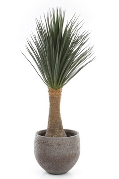 искусственные растения YUCCA 110 Nolia на искусственном стволе