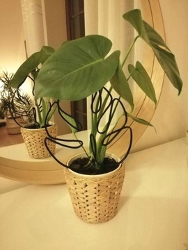 PODPÓRKA OZDOBA KWIATÓW ROŚLIN MONSTERA 26,5 CM