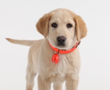 БЕЗЩЕТКА ЗАЩИТА ОТ КЛЕЩЕЙ И БЛОХ ДЛЯ СОБАК DOG PET ORANGE