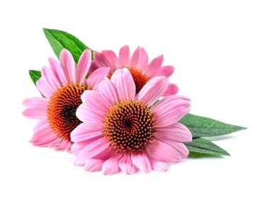 EQUIHERBS Zioła dla koni - ECHINACEA (JEŻÓWKA) 1kg
