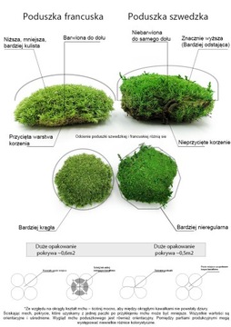 Mech Poduszkowy - Średniozielony Naturalny PREMIUM - 2KG SZWECJA
