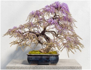 Glicynia Chińska Wisteria Sinensis na Bonsai i nie tylko nasiona 1 sztuka