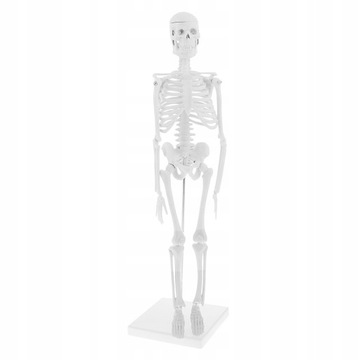 Mini 45 cm Zestawy modeli szkieletów ludzkiego
