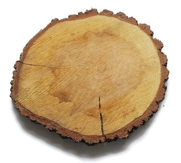 Plastry drewna na ścieżkę ogrodową duże 35-40 cm