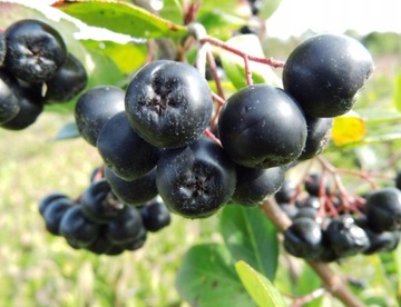 ARONIA w doniczce NERO na SOK obfity OWOC witaminy SADZONKA owoce PYSZNE