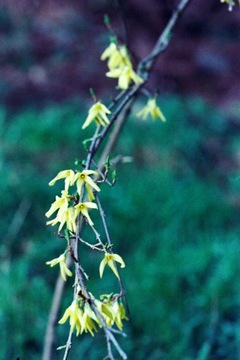 Фуджифильм Этерна 400 36эксп.