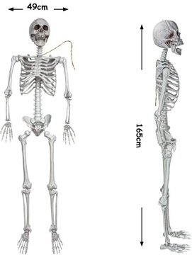 СКЕЛЕТ ЧЕЛОВЕКА СКЕЛЕТ ЧЕРЕП УКРАШЕНИЕ НА ХЭЛЛОУИН 165см
