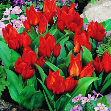 Tulipan Botaniczny Van Tubergen'S Variety 5 sz/152