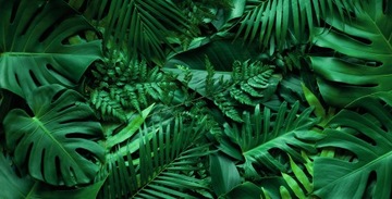 Fototapeta Monstera Palma Liście M03 196x260