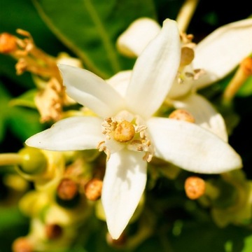 YODEYMA женские духи ноябрь 1,2 мл