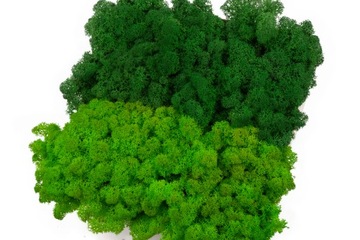 Олений мох, СМЕСЬ 2-х ПРЕМИАЛЬНЫХ ЦВЕТОВ