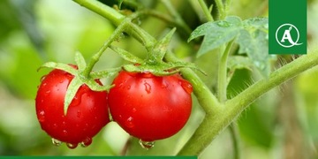 Кальциевая селитра Кальцинит YaraTera Kristalon 25кг