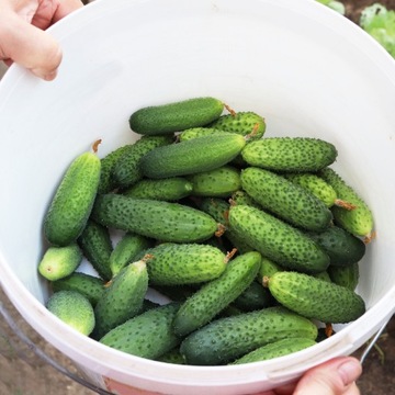 ВЕДРО 15л с крышкой, плотное пластиковое ведро.