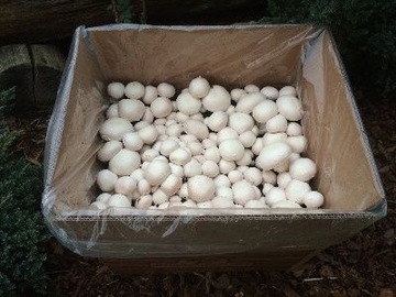 Субстрат для грибного мицелия 20 XXXL