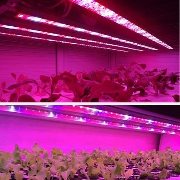 ZESTAW taśma LED 300 GROW IP65 wzrostu roślin 4m