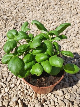 BAZYLIA WŁAŚCIWA SADZONKA ZIELONA ZIOŁO ZIOŁA PRZYPRAWA GREENDOM