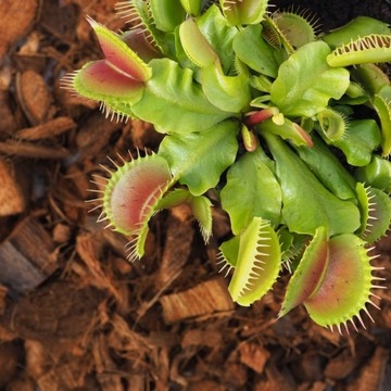 Специализированный субстрат для мухоловок и черных ловцов.