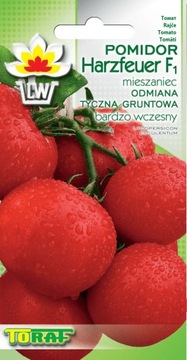 Pomidor gruntowy, wczesny Harzfeuer Nasiona 0,5g