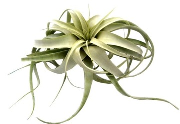 Tillandsia Oplątwa powietrzna Air plants bez doniczki XEROGRAPHICA 10-15 cm