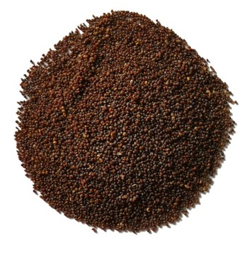 Mak polny - nasiona - 10 gram