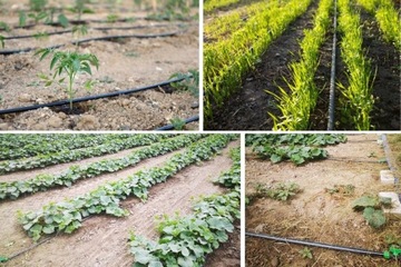 ЛИНИЯ КАПЕЛЬНОГО ПОЛИВАНИЯ ЛЕНТА расстояние между капельницами каждые 10см 500м + БЕСПЛАТНО