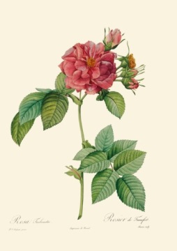 Гравюры уникальные розы, 1817 г., А4, 14 рисунков.