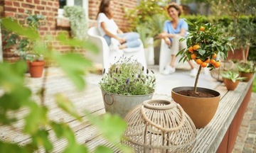 УДОБРЕНИЯ + ПОЧВА ДЛЯ ОЛЕАНДРОВ, ОЛИВОК, ГИБИСКУСА КОМПО