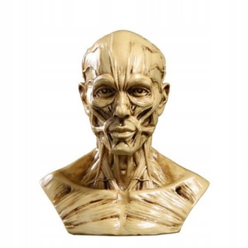 4 Model ludzki Anatomia Czaszka Głowa Mięśni