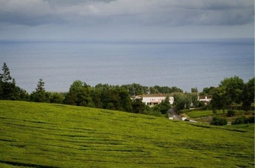 Зеленый чай с Азорских островов Hysson 100г Горреана