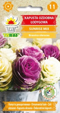 KAPUSTA OZDOBNA ŁODYGOWATA SUNRISE MIX TORAF