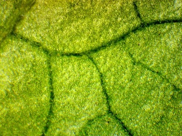 DLT-Cam Basic 2-мегапиксельная камера для микроскопа с USB 2.0