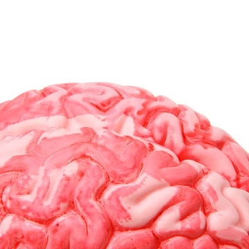 1x пластиковый мозг