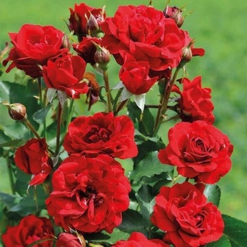 Róża RABATOWA CZERWONA Nina 3L kwitnący żywopłot