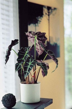 Набор HYDROPONIKA с чехлом Corona черный 11/9