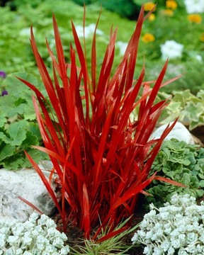TRAWA IMPERATA CYLINDRYCZNA Red Baron Czerwona trawa