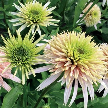 Jeżówka Echinacea CHERRY FLUFF pełna DUŻE SADZONKI