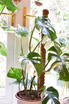 Кокосовый кол 40 см / 25 мм - Опора для цветочных растений