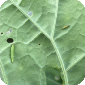 ЦИПЕРКИЛЛ МАКС 500 ЭК 0,1Л ИНСЕКТИЦИД ДЛЯ ЗАЩИТЫ ОТ ЖУКОВ-ВРЕДИТЕЛЕЙ