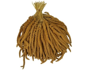 Proso senegalskie żółte w kłosach 0,5 kg