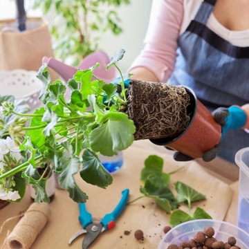 Грунт PELARGONIA SURFINIA 50л для БАЛКОННЫХ ЦВЕТОВ из декоративных растений