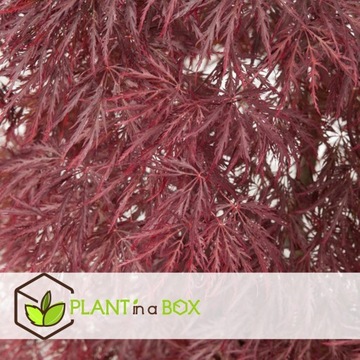 Acer palmatum Inaba-shidare - Клен японский - горшок 13см - h30-40см