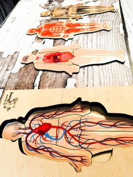 Человеческое тело, деревянный пазл, 4 слоя, анатомия.