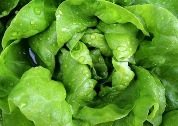 Семена овощей на ленте Firm Butter Lettuce 7м Устойчив к фитофторозу