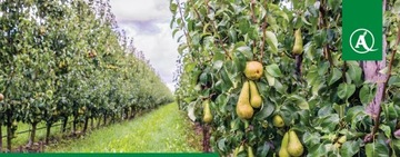 Orkan 350 SL 1л + адъювант = БОЛЬШАЯ ЭФФЕКТИВНОСТЬ