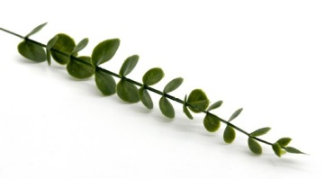 EUKALIPTUS GAŁĄZKA EUKALIPTUSA ZIELONA 38cm